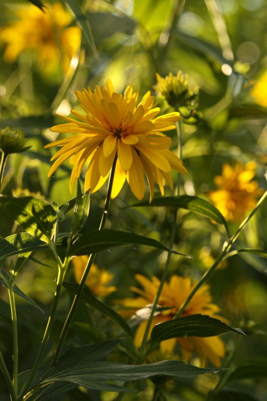 Golden Glow ~ Rudbeckia laciniata ‘Hortensia’