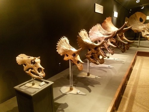 roosaurusrin:Ceratopsians of Bozeman’s Museum of the Rockies. The pictures include a grow