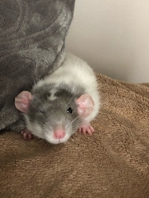 small but knowing rat