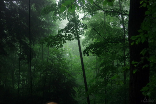 frolicingintheforest:I’m almost certain that the forest is most beautiful in the rain. &lt