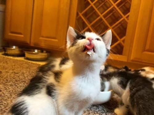 catsbeaversandducks: “Karen could I have a napkin, please?”Photos by Kelly Foster K