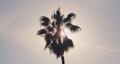 lineas-negras:  Palo Alto (2013) 