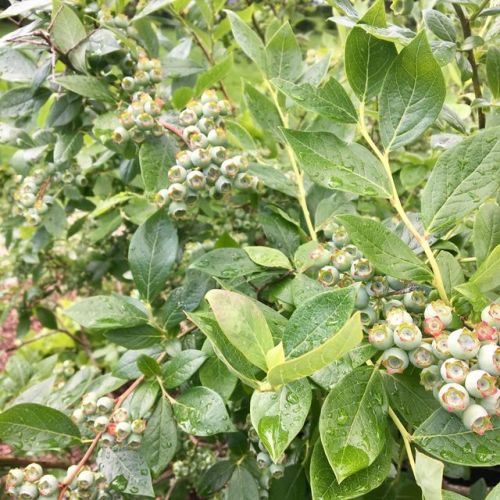 The blueberry crop is going to be huge this year! ( let’s hope we get it covered in time before the 