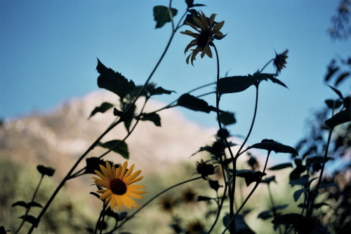 Its been a few weeks since I&rsquo;ve been home from Tassajara Zen Mountain Center. Coming back to a