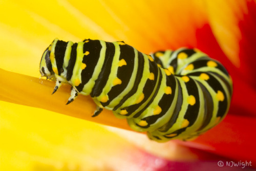 njwight:Some of you who have been following me for years might remember Harry. He was the love of my life for a day…I bought him his own parsley plant. But in the end, he left me to continue his journey of becoming a black swallowtail butterfly.