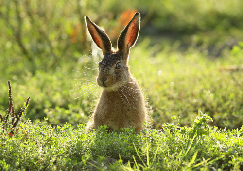 pagewoman:Brown Hare Leveret by Mike Rae