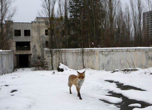 octopusmagnificens:A fox roams in the deserted town of Pripyat on December 22, 2016.
