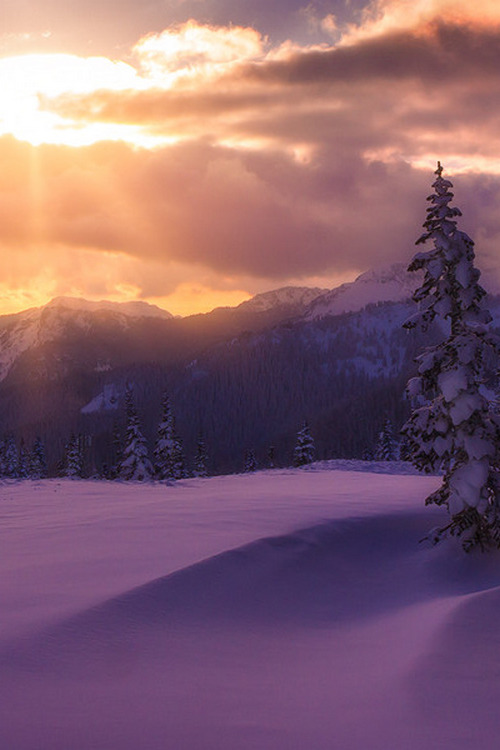 sundxwn:  Enjoy the Silence by Candace Bartlett