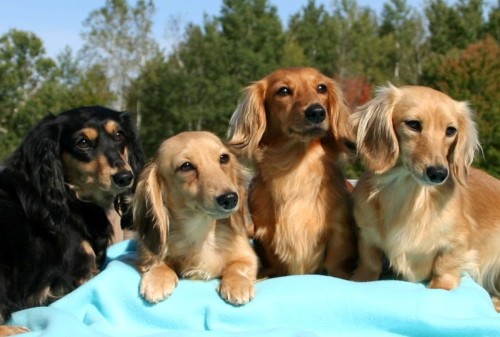 dogsandpupsdaily: -  Dachshund. Want more? Follow:dogsandpupsdaily.tumblr.com/