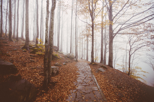 elenamorelli: { orange leaves and delicate mist }-an autumnal walk-