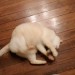 straycatj:うんどうするのです！I’m going to exercise! ごろん！Rolling! ごろん！Rolling! ごろん！Rolling! ごろん！Rolling! …Jさん…それほんとに運動かなぁ…？… Excuse me Mr. J, is it really exercise…?