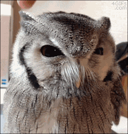 4gifs:  Gettin real tired of your shit, human.