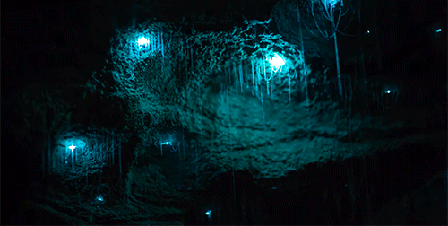 bioluminesssence:Glowworms, Waitomo Caves, New Zealand x x