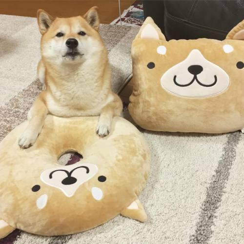 torukou: Shiba Inu Komugi 