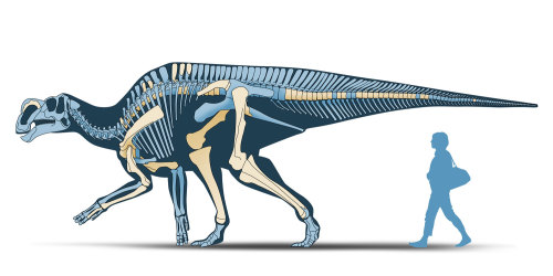 By Román García Mora:“Scene of the Late Cretaceous of Coahuila State, Mexico. Fe