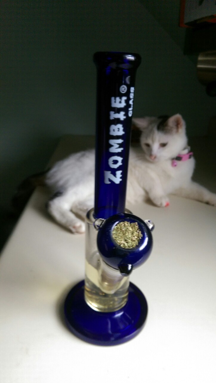 nugssbunny:  My cat is very photogenic   Zombie Gang!