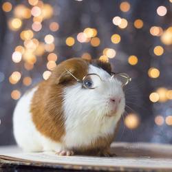 miepstheguineapig:  Nerdy  Archie ❤