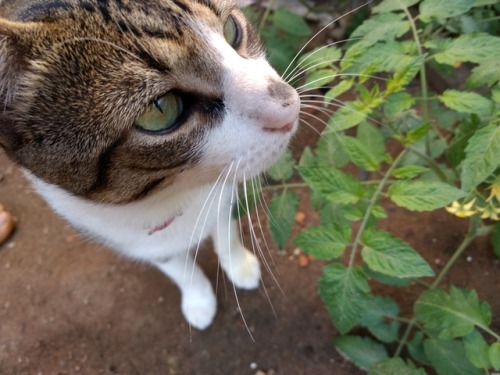 summercatworld: Hi, I’m SummerMy human chose that name because I came home on a rainy night and it w