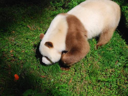 giantpandaphotos:Qi Zai, a rare brown and white giant panda, at Shaanxi Rare Wild Animals Rescuing a