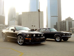 Ford Mustangs