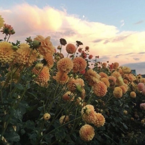 Ig: Thefarmhouseflowerfarm