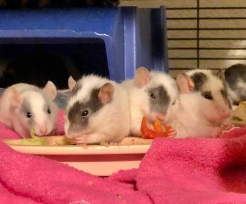 tessas-ratblog:Update on the babes from the Any Rat Rescue: they’re 3 weeks old today!