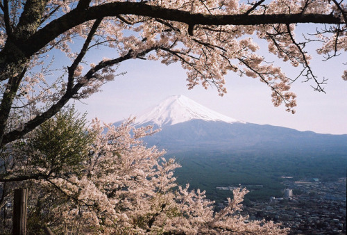 astound:japanese cherry blossoms | kimberley grant