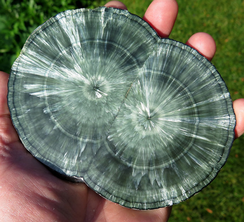 ghminerals: 5.25 inch Twin Seraphinite (Clinochlore) stalactite polished slice, Irkutskaya Oblast, E