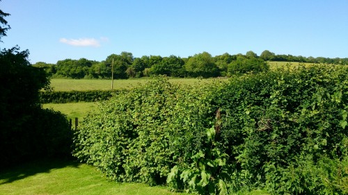 Porn Sunday morning sunshine in Burghclere. photos