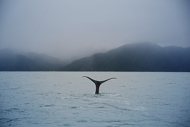 greekg0ds:   a diving sperm whale        