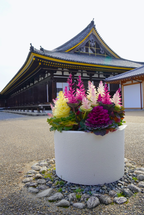 chitaka45: 京都 三十三間堂 河津桜 桜2020 kyoto sanjusangendo cherry blossoms