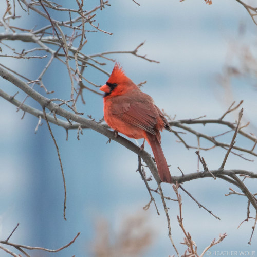 Northern CardinalBrooklyn Bridge ParkPier 4, Bird Island