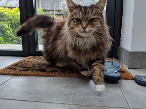 catsbeaversandducks:Cat Brings Flowers From Her Garden As A Gift To Neighbours Every Day Moving into