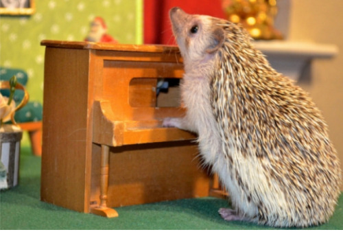 Why Do You Have Anentirefolder With Hedgehog Photos?No Reason O_0