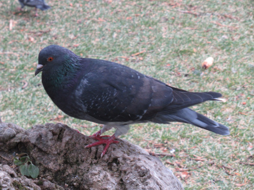 pigeongay