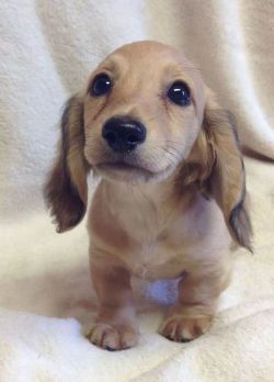 awwww-cute:  All ears 