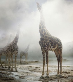 sandylamu:  Photo Simen Johan