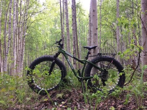 rath259: perle-glaciaire: Ripped around the Ester Dome singletrack today, had a great ride there and