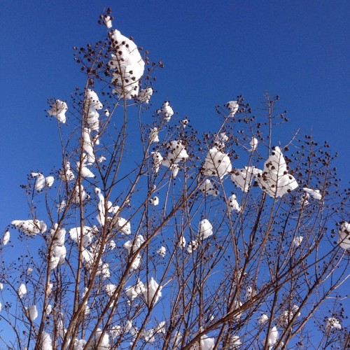 Tufts Of Windblown Snow Cling To Branches Reminding Me Of Cotton Bolls. Will We Get Another Dusting?