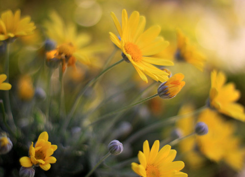 yellow by jenny downing on Flickr.