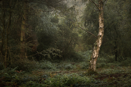90377:Rumours by Lee Acaster