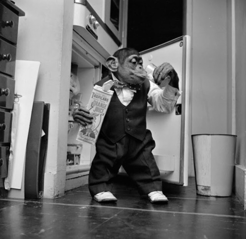 Young chimpanzee Kokomo Jnr quenches his thirst with a glass of orange juice, straight from the fridge at his owner’s apartment in New York City, 1955.