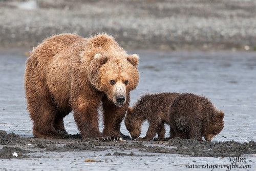 magicalnaturetour:  Clamming With Mom !!!! by Judylynn Malloch