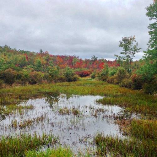 #Autumn leaf peepin’ The rain and cold the last few days has triggered more change.. #fall #la