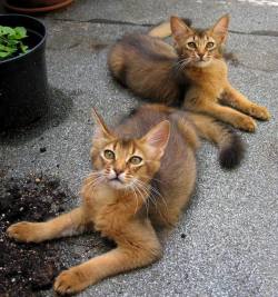funnywildlife:  Long-haired abyssinians -