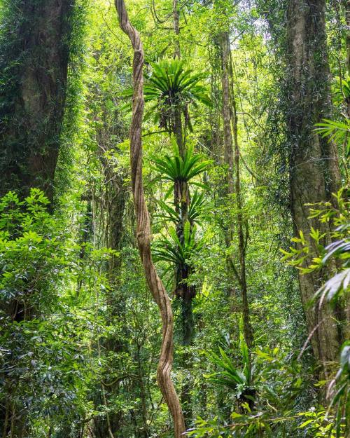 stormy-tropics: turtle-tides: oceaniatropics: dorrigo national park, NSW, Australia jungle/tropi