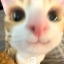kvrmika