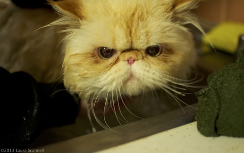 lucifurfluffypants: Throwback to bath time at the old house. Mom says I’m past due.  http