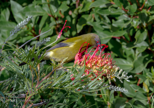 Bellbird by scsutton