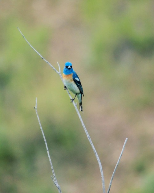 Perched Lazuli Bunting. One species down for &ldquo;larks birds&rdquo; project!#idahome #thisisboise